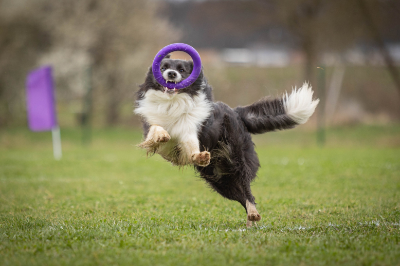 Mistrovství České republiky v Dog Pulleru 2023