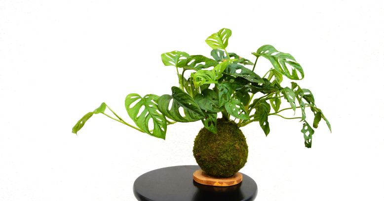 Kurz výroby kokedam