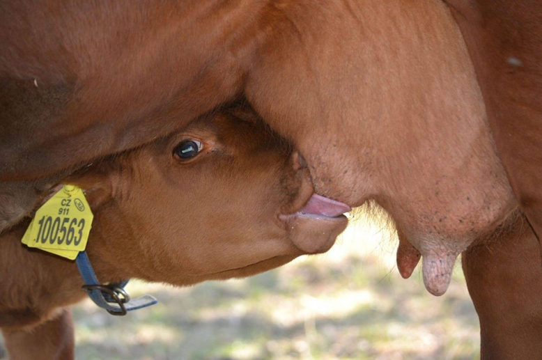 Den zvířat na Toulcově dvoře