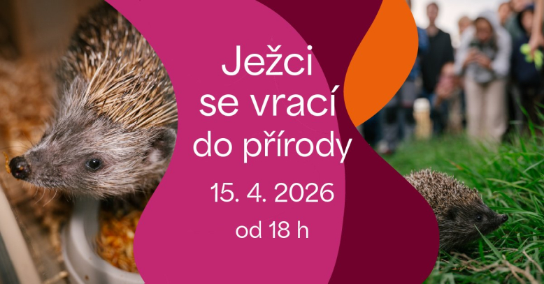 Ježci se vrací do přírody