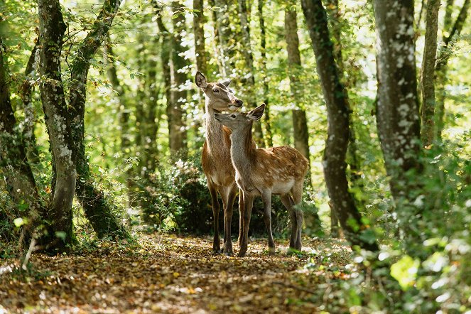 Rodinné představen: Bambi: Příběh života z lesů