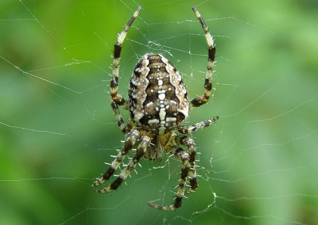 Nosí pavouci štěstí?