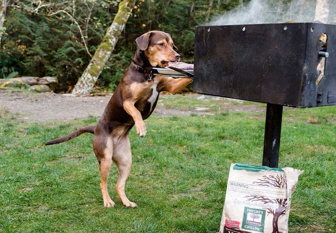 Letní kino: Psí domov