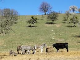 Farmářské maso na objednávku