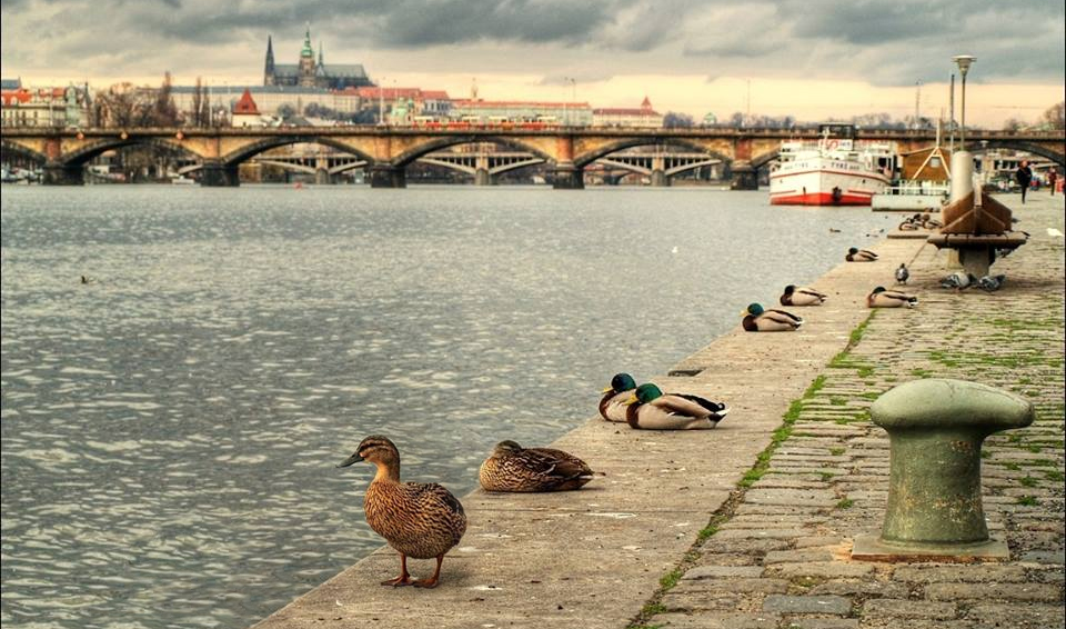 ducks.jpg - Náplavka (foto: Facebook Náplavky)