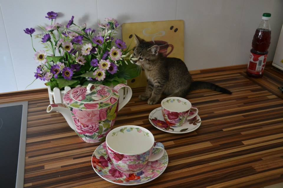 kocicka.jpg - Kočkafé Frey