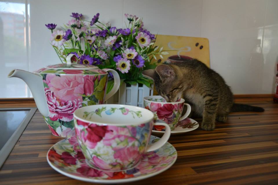 kocka2.jpg - Musíte si tu ale dávat pozor na svůj šálek. (Kočkafé Freya)